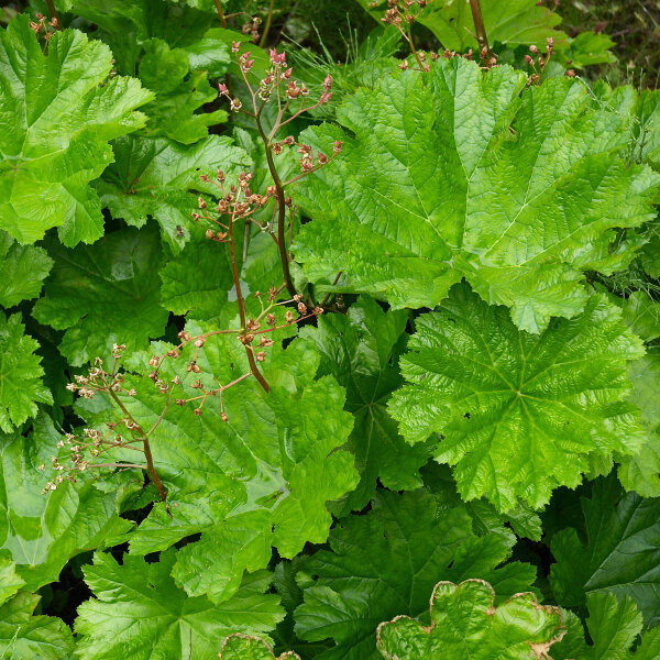 Schildblad (Darmera peltata) zaden