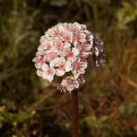 Schildblad (Darmera peltata) zaden