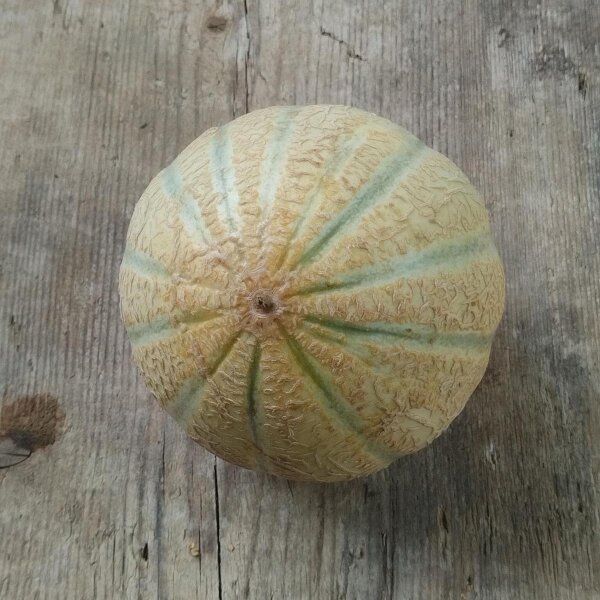 Cantaloupe suikermeloen Retato Degli Ortolani (Cucumis melo) bio zaad