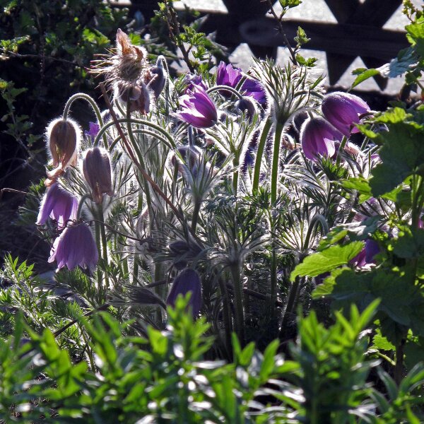 Wildemanskruid (Pulsatilla vulgaris) bio zaad