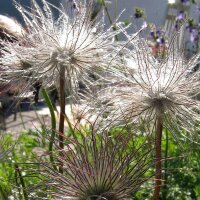 Wildemanskruid (Pulsatilla vulgaris) bio zaad