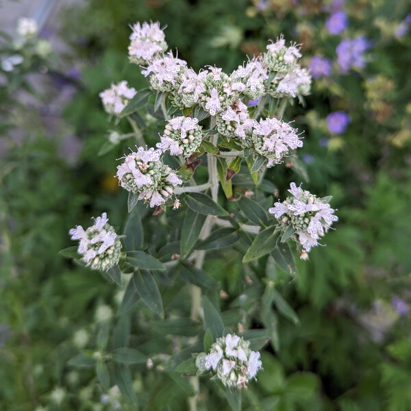 Amerikaanse bergmunt (Pycnanthemum pilosum) bio zaad