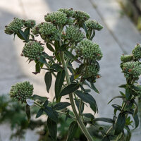 Amerikaanse bergmunt (Pycnanthemum pilosum) bio zaad