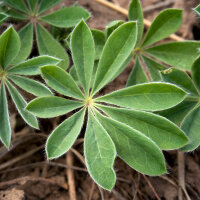 Witte zoete lupine (Lupinus albus) zaden