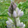 Witte zoete lupine (Lupinus albus) zaden