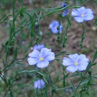 Vlas (Linum usitatissimum) bio zaad