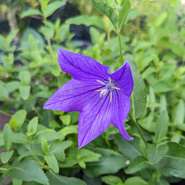 Ballonklokje Mariesii (Platycodon grandiflorus) bio zaad