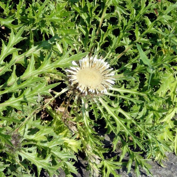 Hoogstammige zilverdistel (Carlina acaulis ssp. caulescens) bio zaad