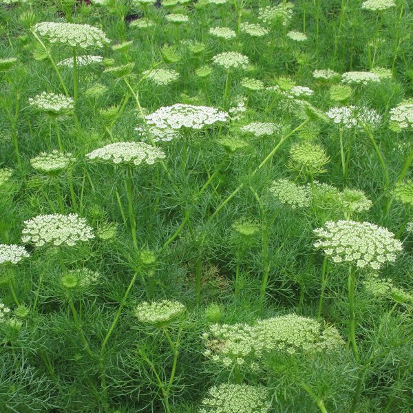 Fijn akkerscherm / tandenstoker-ammei (Ammi visnaga) bio zaad