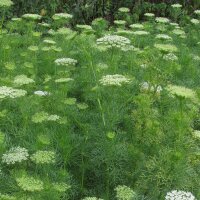 Fijn akkerscherm / tandenstoker-ammei (Ammi visnaga) bio zaad