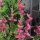 Paarse kuifsalie (Salvia viridis) bio zaad