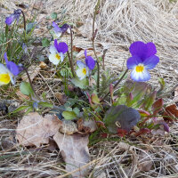 Driekleurig viooltje / veld viooltje (Viola tricolor) bio...