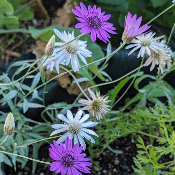 Papier bloem (Xeranthemum annuum) Bio zaad