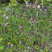 Papier bloem (Xeranthemum annuum) Bio zaad