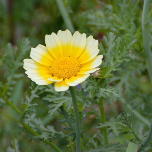 Eetbare chrysant (Chrysanthemum coronarium) bio zaad