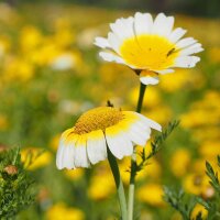 Eetbare chrysant (Chrysanthemum coronarium) bio zaad