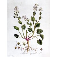 Echt lepelblad (Cochlearia officinalis) bio zaad