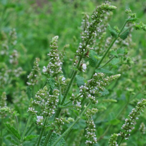 Witte munt / appelmunt (Mentha suaveolens) bio zaad