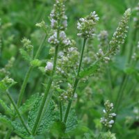 Witte munt / appelmunt (Mentha suaveolens) bio zaad