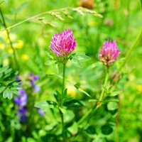 Insect-vriendelijk bloeiend mengsel (10 g passend voor ca. 5 m² oppervlakte) bio