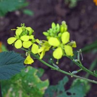 Insect-vriendelijk bloeiend mengsel (10 g passend voor ca. 5 m² oppervlakte) bio