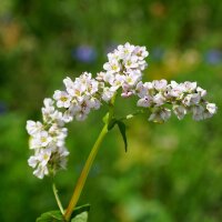 Insect-vriendelijk bloeiend mengsel (10 g passend voor ca. 5 m² oppervlakte) bio