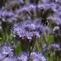 Insect-vriendelijk bloeiend mengsel (10 g passend voor ca. 5 m² oppervlakte) bio