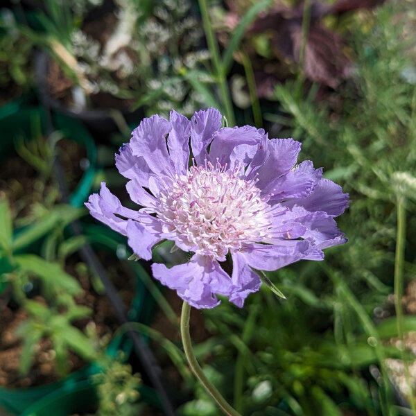 Lavendelkleurige Kaukasisch duifkruid (Scabiosa caucasica) bio zaad