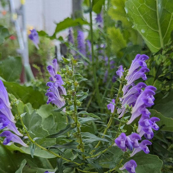 Baikal glidkruid / Chinees glidkruid (Scutellaria baicalensis)