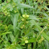 Baikal glidkruid / Chinees glidkruid (Scutellaria baicalensis)