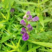 Baikal glidkruid / Chinees glidkruid (Scutellaria baicalensis)