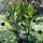 Himalaya alruin (Mandragora caulescens)