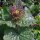Look-zonder-look (Alliaria petiolata) bio zaad
