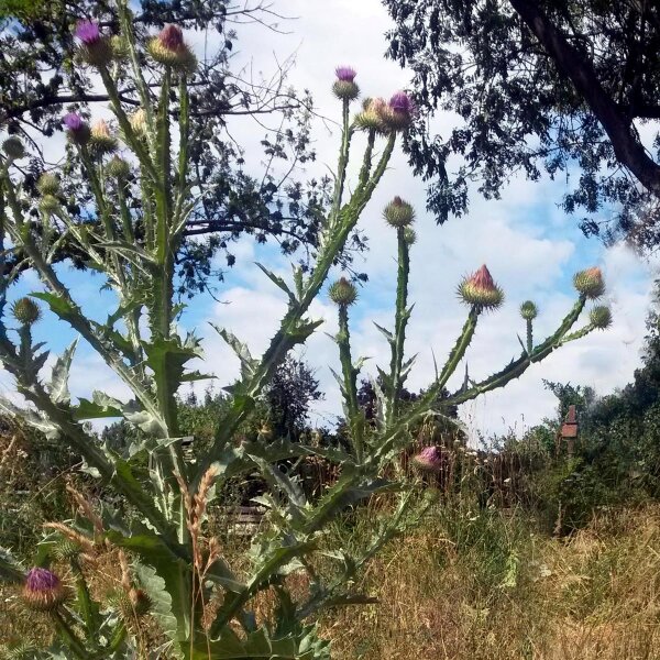 Wegdistel (Onopordum acanthium) bio zaad