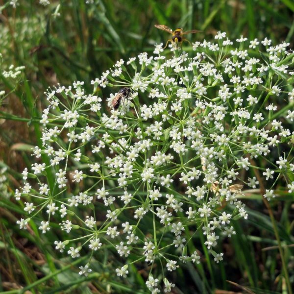 Sikkelkruid (Falcaria vulgaris) bio zaad