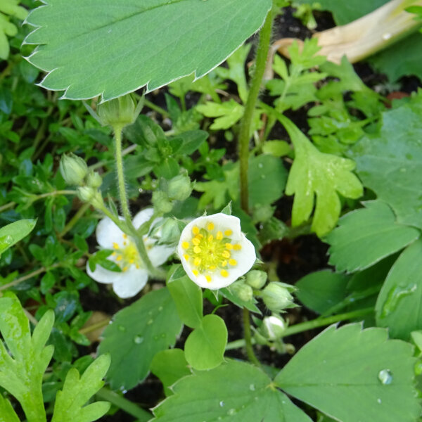 Scharlaken aardbei (Fragaria virginiana) zaden