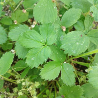 Scharlaken aardbei (Fragaria virginiana) zaden