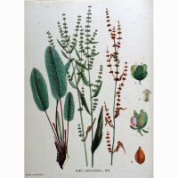 Bloedzuring (Rumex sanguineus) bio zaad