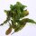 Bloedzuring (Rumex sanguineus) bio zaad