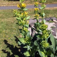 Gele gentiaan (Gentiana lutea)  bio zaad