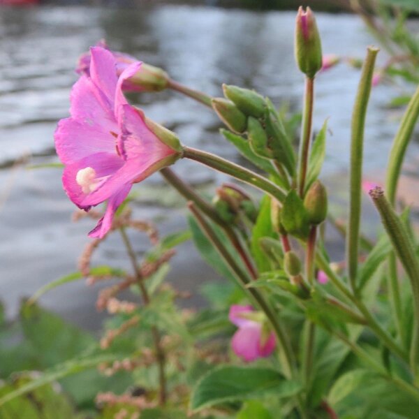 Harig wilgenroosje (Epilobium hirsutum) bio zaad